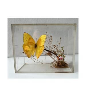 Vintage Butterfly Taxidermy In Case Aquarius Gifts Unlimited California